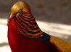 Golden Pheasant: 