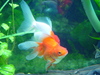 goldfish: goldfish