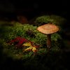 Mushrooms in the forest: no description