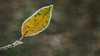 Leaf: no description