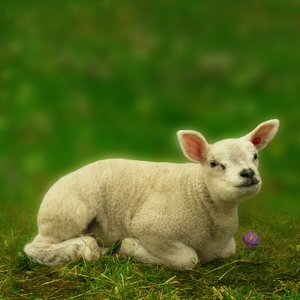 Lamb: Curious lamb just looking at the photographer