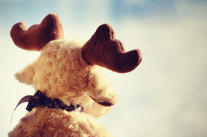 Rudolf: 