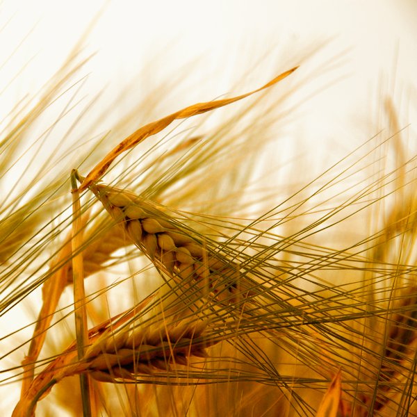 Wheat: wheat