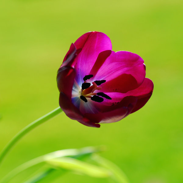 Tulip: Tulips in my garden