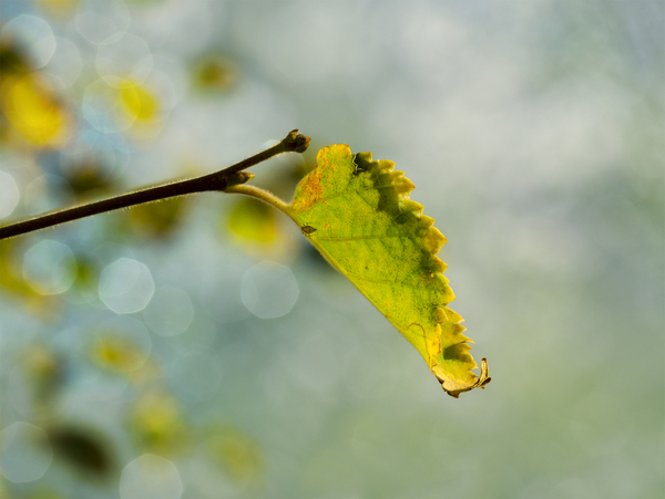 Leaf: Colorful autumn background with bokeh lights