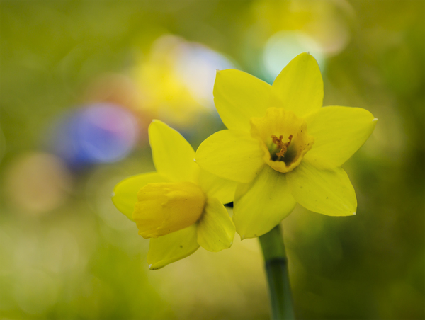 Daffodils: 