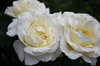 White roses: White roses in my garden