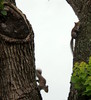 Squirrels Up a Tree: Family of squirrels playing in old tree.