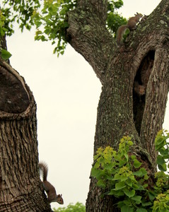 Squirrels Up a Texas Tree: Family of squirrels jumping, chasing playing in old Texas tree.