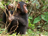 chimpanzé: 