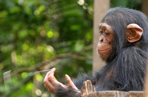 bebê chimpanzé: 