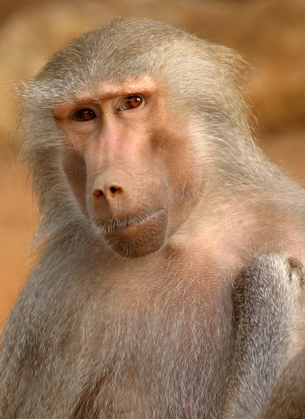baboon: All of my non human subject photos are unrestricted so you do not need to contact me for permission. If you are planning on using a photo with people, please contact me in advance. Please mind that I will not allow them to be used for any religious purpos