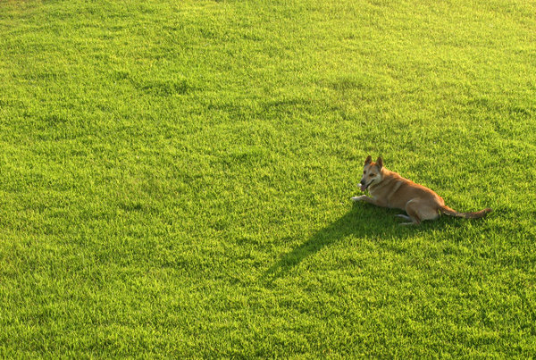 dog on green: All of my non human subject photos are unrestricted so you do not need to contact me for permission. If you are planning on using a photo with people, please contact me in advance. Please mind that I will not allow them to be used for any religious purpos