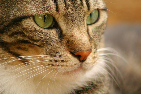 olhos de gato 2: 
