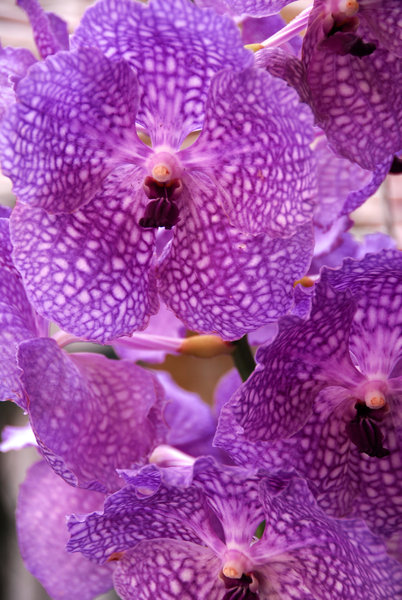 Orquídea 5: No description