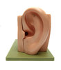 EAR: Visit http://www.vierdrie.nlObject: Dyon Scheijen