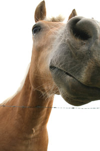 Horse: Visit http://www.vierdrie.nl