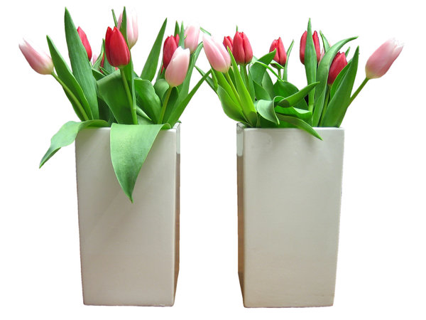tulipanes (flores holandés): 