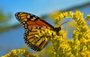 Monarch butterfly: Macro daylight shot