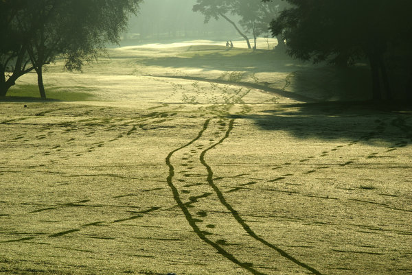 Trails: What you see are the trails of the golf bag trolley pulled across the course. Look closely and you may also see footprints of the caddy.