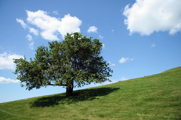 Loner II: Lone tree on Citedel Hill, Halifax, Nova Scotia, Canada