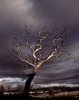 Dead Tree 2: Spooky dead tree against stormy sky, Glasson Dock, UK.