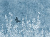 Blue Nature Grunge: A grungy meadow with butterfly textured background.  Lots of copyspace.