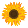 Sunflower Element: Sunflower icon/element on white background.