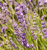 English Lavender: English lavender close-up.