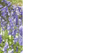 Nature Banner 2: A banner or card with a nature theme - bluebells