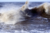 Big Wave 2: A large, wave whipped up by gale force winds and a high tide at Anchorsholme, near Blackpool, UK.