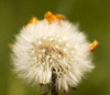 close-up dandelion 2: 