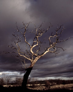 Dead Tree 2: Spooky dead tree against stormy sky, Glasson Dock, UK.
