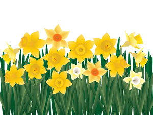 Lent Lilies: ...aka daffodils.  Another illustration for Easter