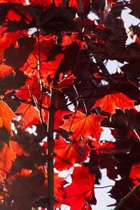 Maple Leaves: Sunlight through Norwegian maple leaves.