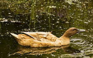 Happy Duck: A little brown duck happily swimming around after she successfully scrounged some of my sandwich.