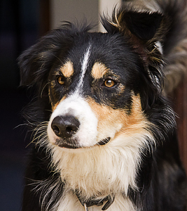 Ella: Ella the Collie.  Friend to alpacas and an all-round, hyper-active headbanger.  She has a great personality too.
