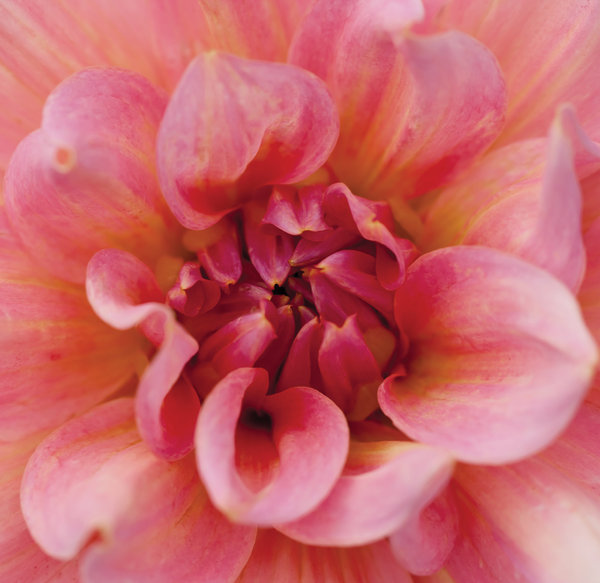 Pink Chrysanthemum: 
