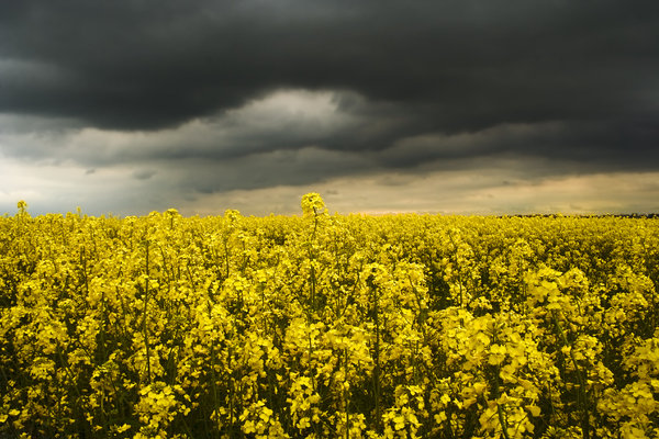 Rapeseed 2: A field of sunlit  rapeseed/canola beneath a stormy sky.