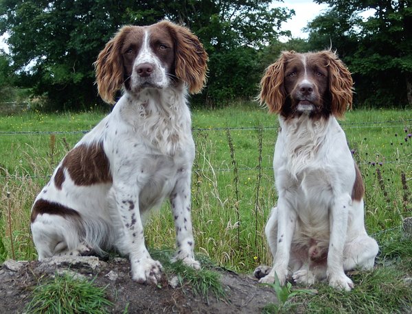 English Springer Spaniels: Ruby and Chester - two friends of mine.  Small file shot on a point and click some years ago.