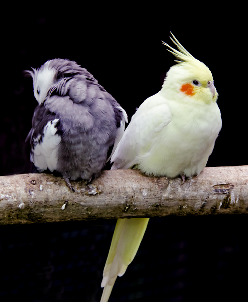 Cockatiels: Two isolated cockatiels on a perch.