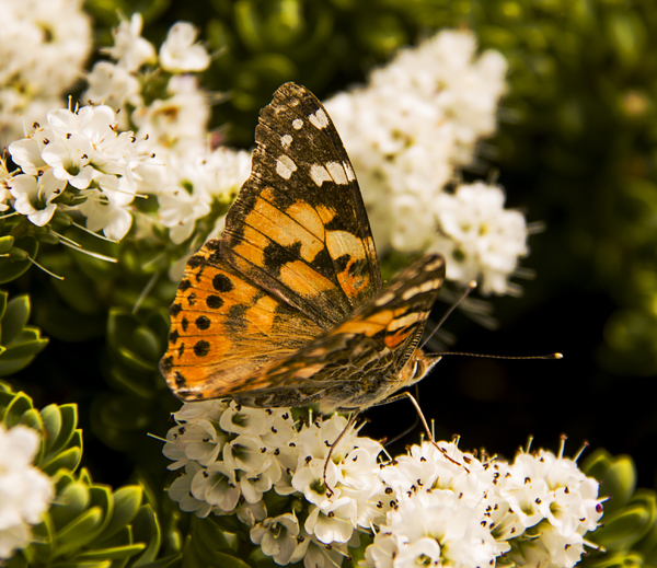 Painted Lady Butterfly.: Painted Lady butterfly on a white Hebe.  It's been a good year for these beautiful creatures.