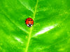 Little Lady Bug: This little creature was hanging out on my orange tree