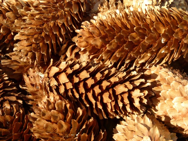 Pine Cones: Pine Cones collected at North Sea Island Wangerooge. A great autumn decoration