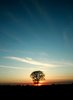 Sun Down: A tree set against a setting sun