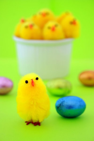 Easter Eggs & Chicks: Chocolate wrapped Easter eggs with yellow Easter chicks in a white bowl