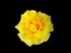Rose 2: A beautiful, blousy yellow rose on a black background.