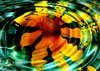 Sunflower Reflection: Mexican sunflower reflected in water ripples. Peaceful and pretty.