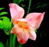 Gladiolus in Garden: A beautiful flower in my garden.