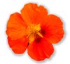 Nasturtium on White: Cut out of a nasturtium on a white background. You may prefer:  http://www.rgbstock.com/photo/2dyVOrw/Floral+Border+35  or:  http://www.rgbstock.com/photo/n6cBwbM/Nasturtium+Abstract+6